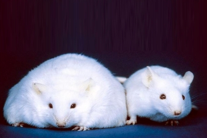CRISPR-Cas9基因动物